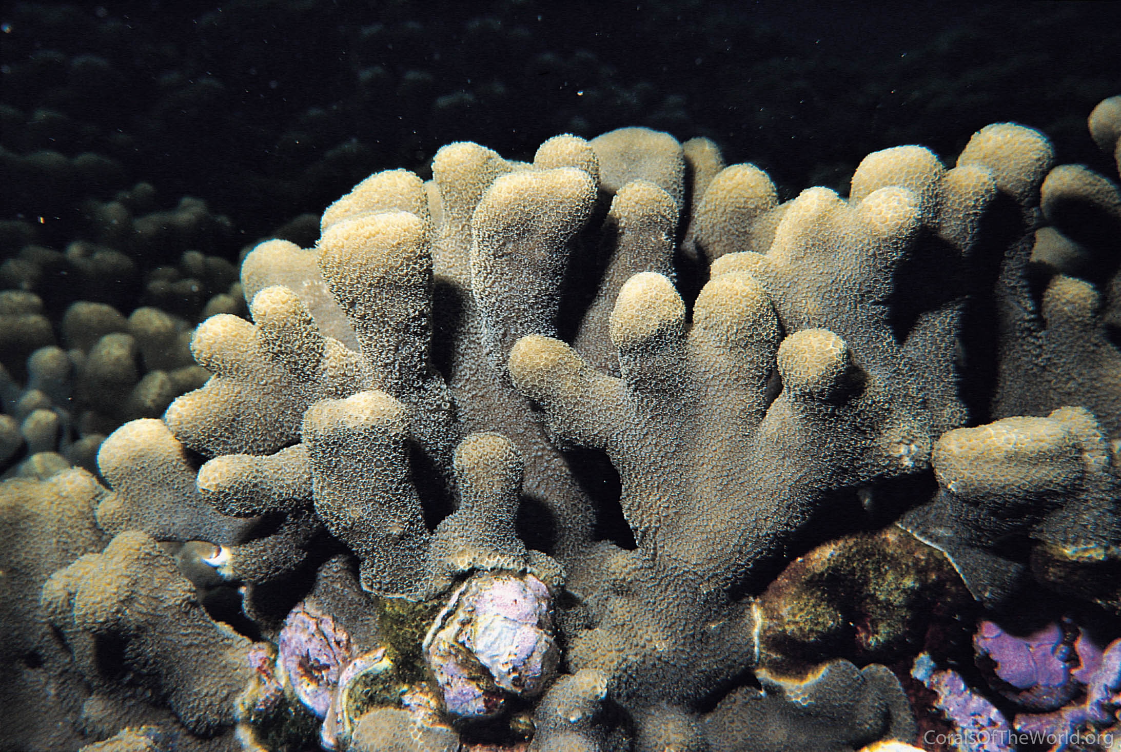 Porites compressa