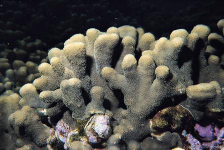 CotW preview: Porites compressa