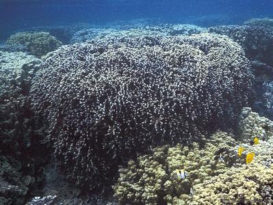 CotW preview: Porites compressa
