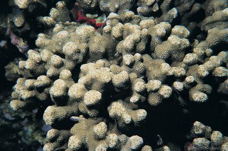 CotW: Porites compressa