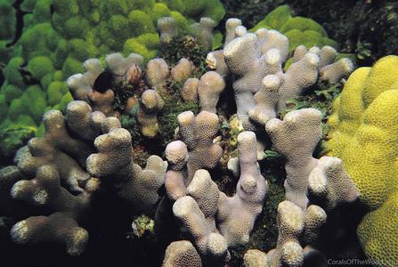 CotW: Porites compressa