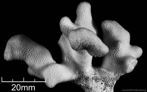 CotW: Porites compressa