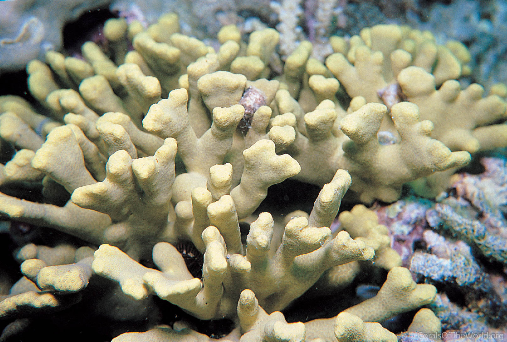 Porites cumulatus