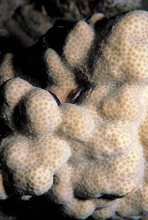 CotW: Porites cumulatus