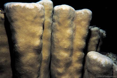 CotW: Porites cumulatus