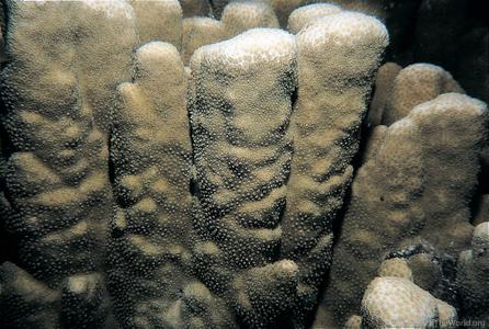 CotW: Porites cumulatus