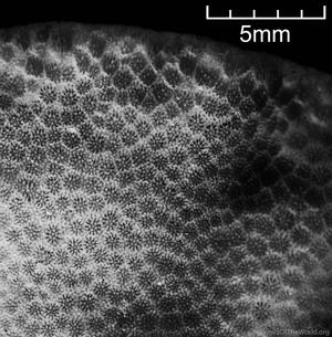 CotW: Porites cumulatus