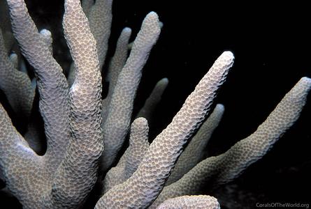 CotW preview: Porites cylindrica