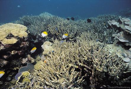 CotW preview: Porites cylindrica
