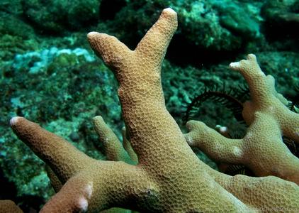 CotW: Porites cylindrica