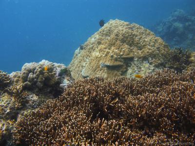 CotW: Porites cylindrica