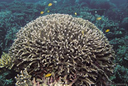 CotW: Porites cylindrica