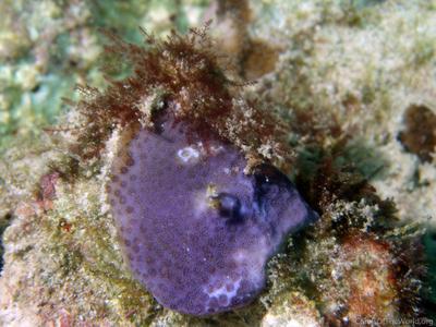 CotW: Porites decasepta