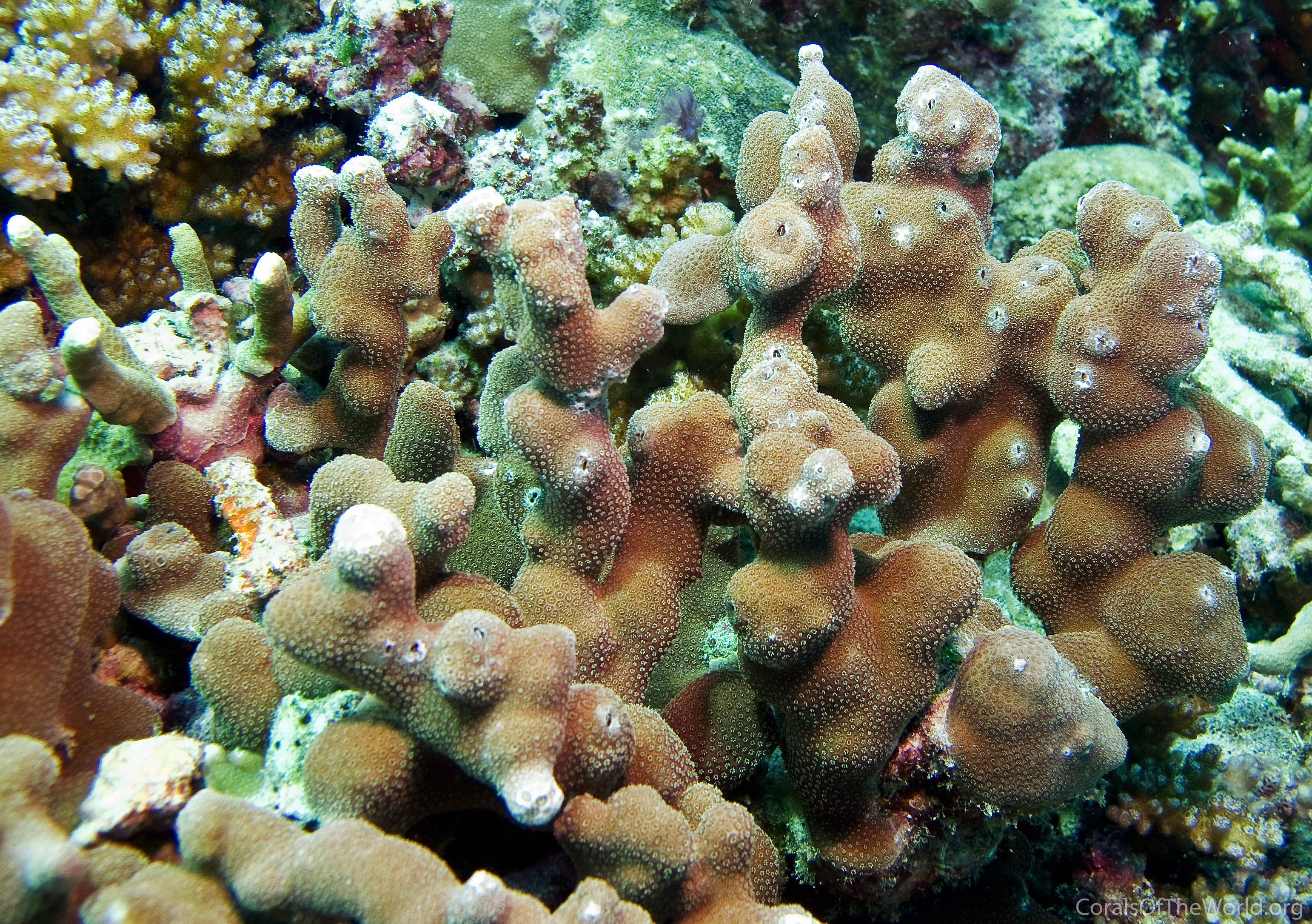 Porites deformis
