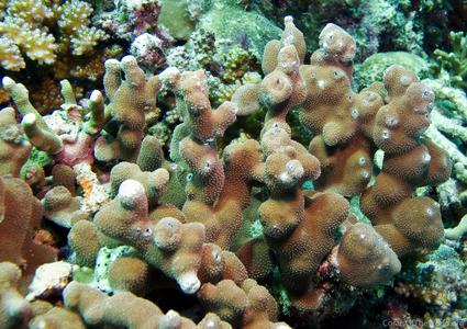 CotW preview: Porites deformis