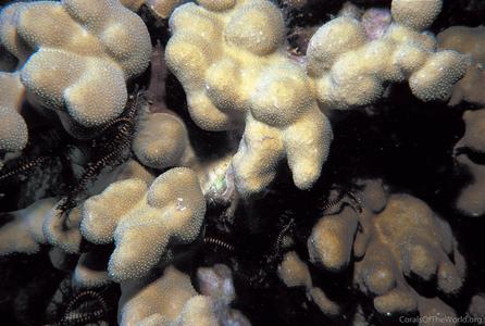 CotW preview: Porites deformis