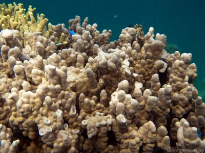 CotW: Porites deformis