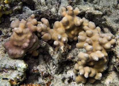 CotW: Porites deformis