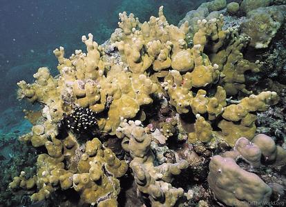 CotW: Porites deformis