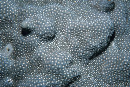 CotW preview: Porites densa