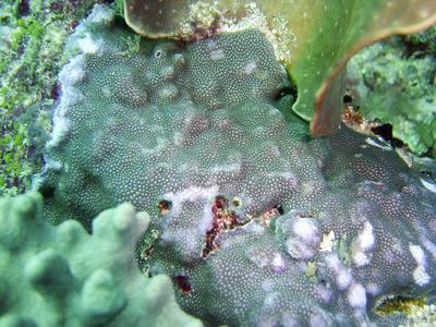CotW preview: Porites densa