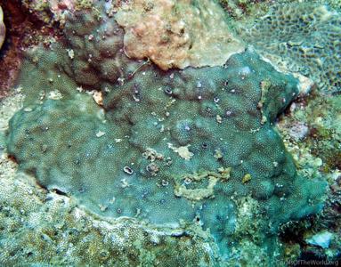 CotW: Porites densa