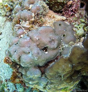 CotW: Porites densa