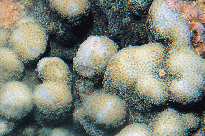 Porites desilveri
