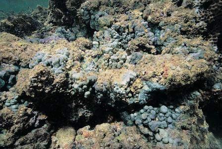 CotW: Porites desilveri