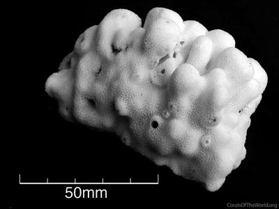 CotW: Porites desilveri