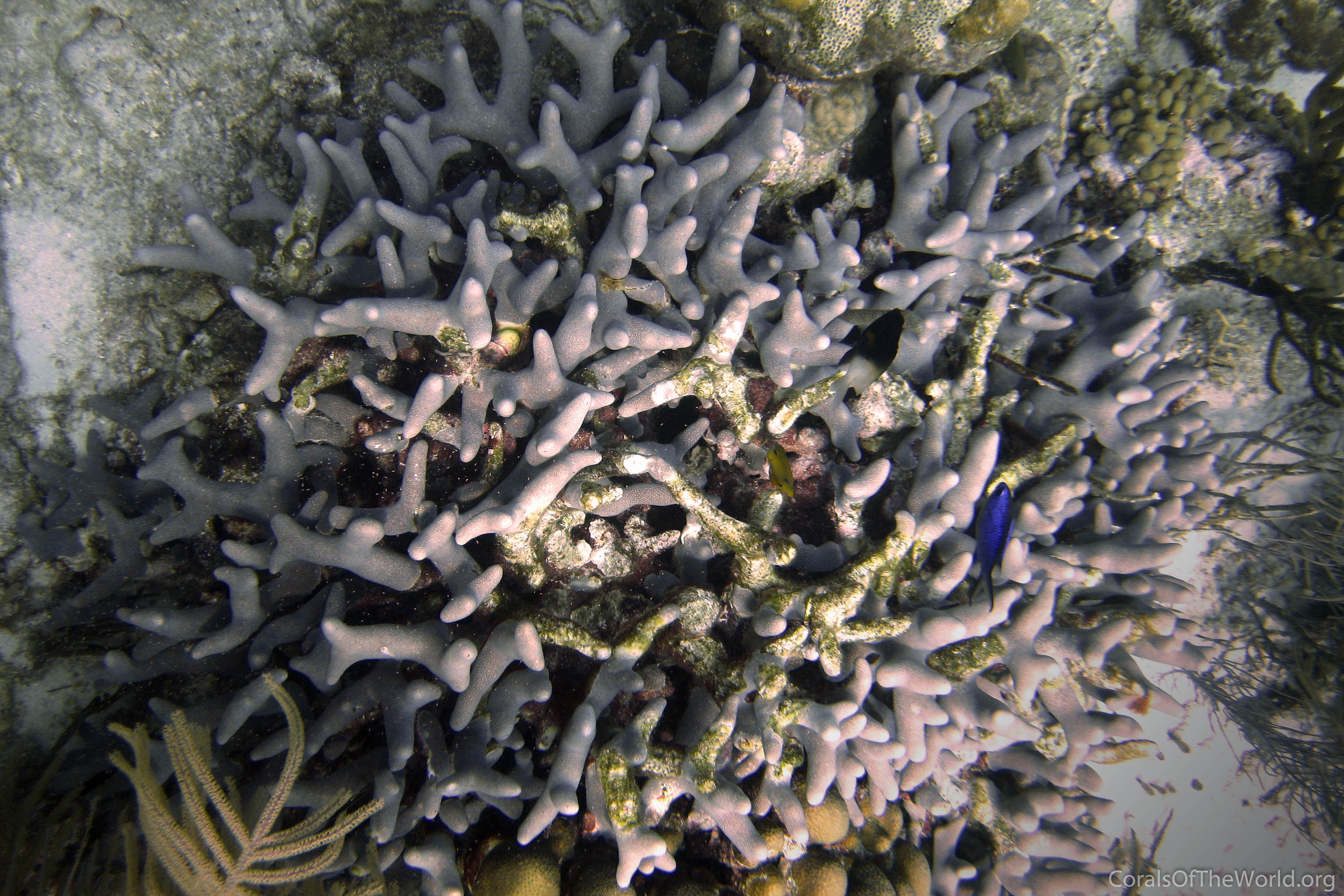 Porites divaricata