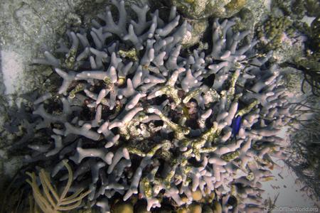 CotW preview: Porites divaricata