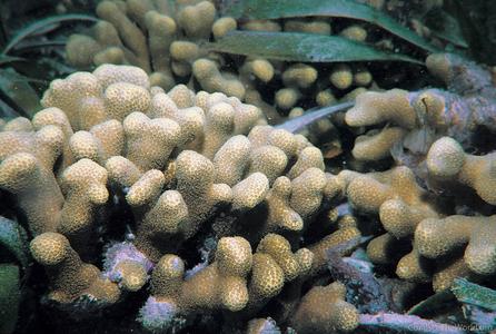 CotW preview: Porites divaricata