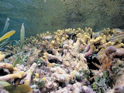 CotW: Porites divaricata