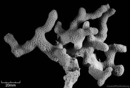 CotW: Porites divaricata
