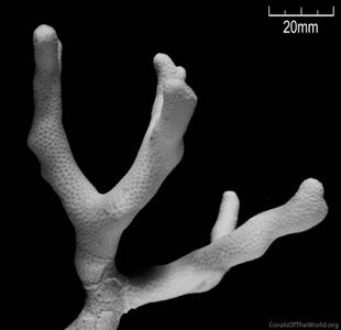 CotW: Porites divaricata