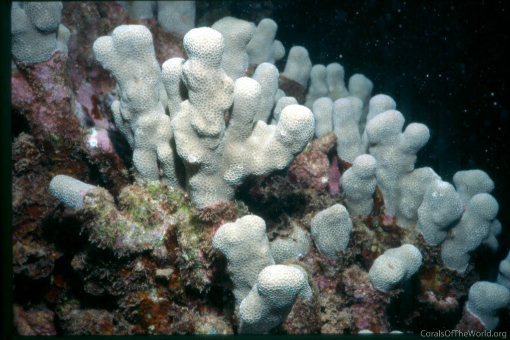 Porites duerdeni