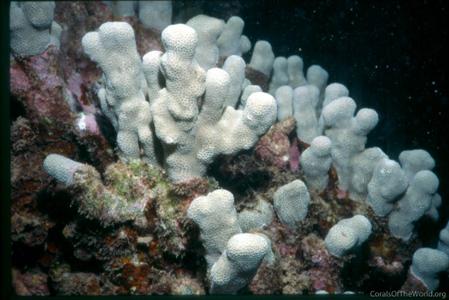 CotW preview: Porites duerdeni