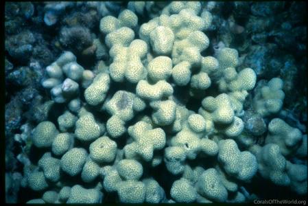 CotW: Porites duerdeni