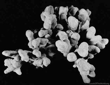 CotW: Porites duerdeni