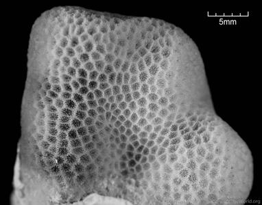 CotW: Porites duerdeni