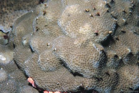CotW: Porites echinulata