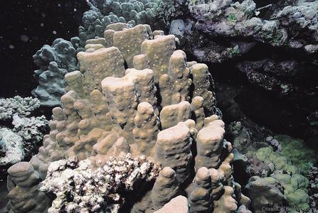 CotW: Porites echinulata