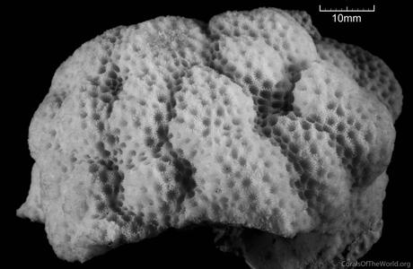 CotW: Porites echinulata