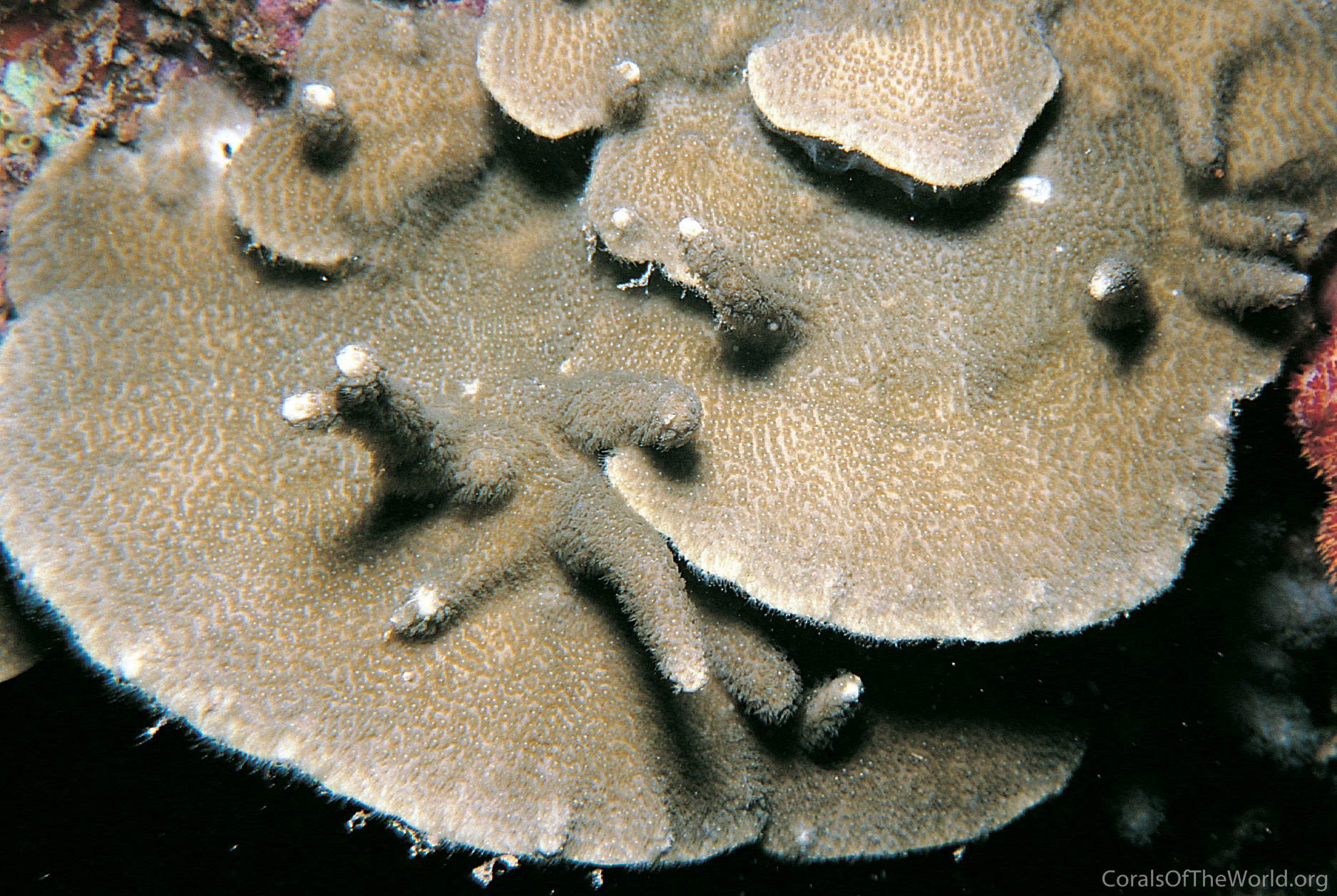 Porites eridani