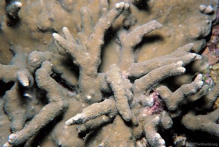 CotW: Porites eridani