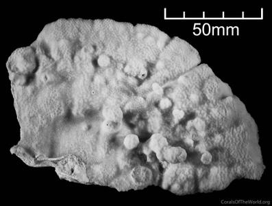 CotW: Porites eridani