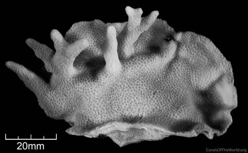 CotW: Porites eridani