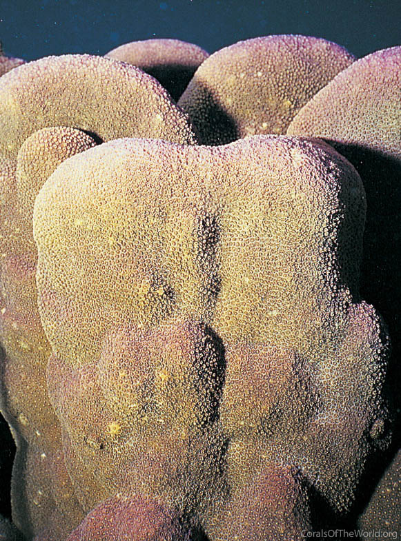 Porites evermanni