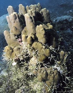 CotW: Porites evermanni